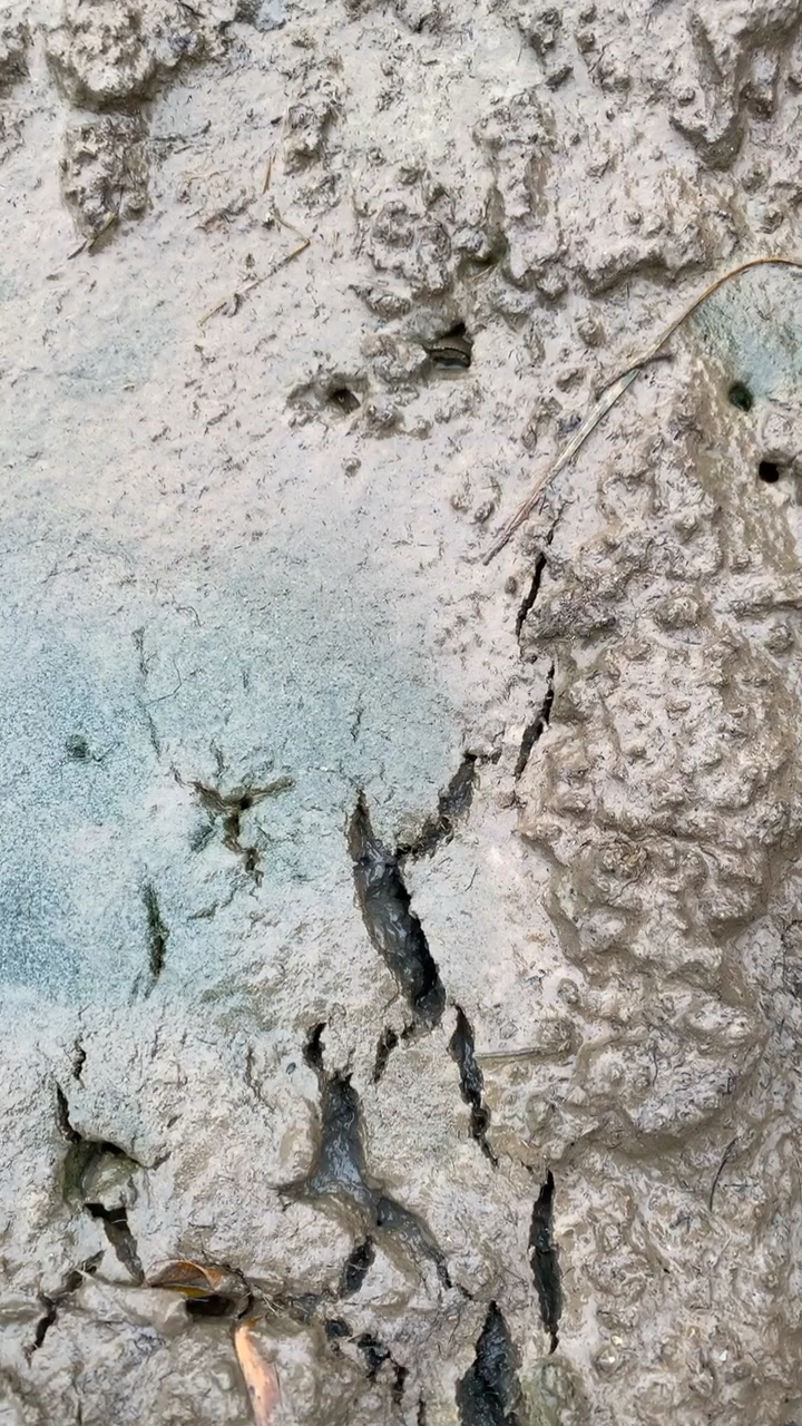 终于发现甲鱼出气孔抓到甲鱼了。