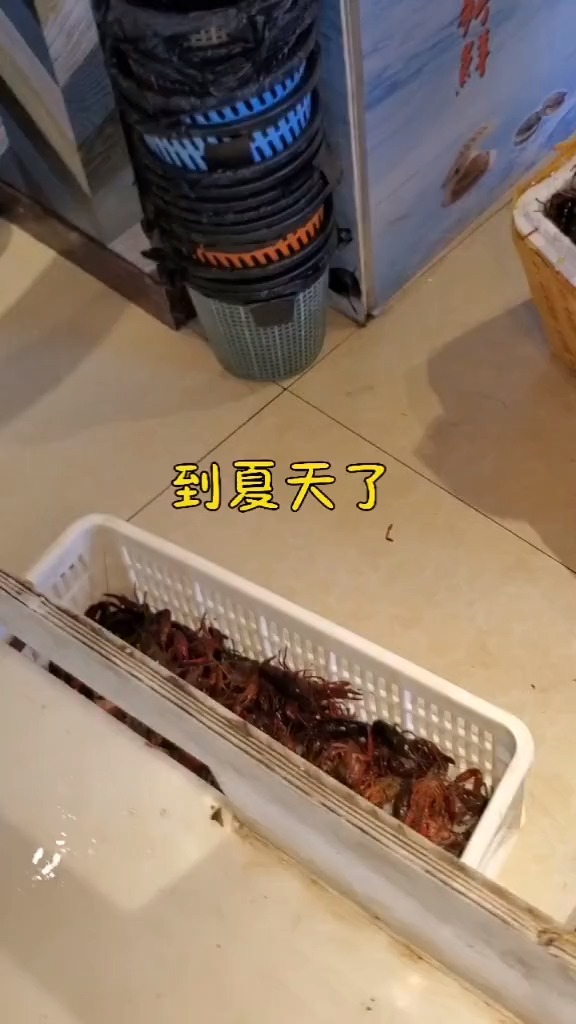 活的小龙虾