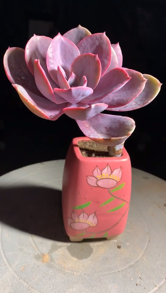 #多肉#多肉植物
