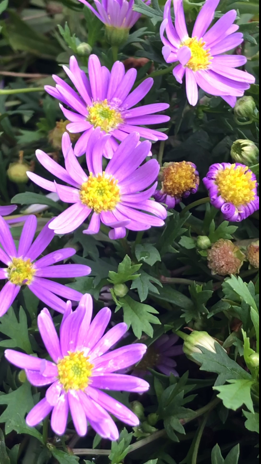 大雨过后拍的花儿好生动～～满屏做壁纸[呲牙][呲牙]