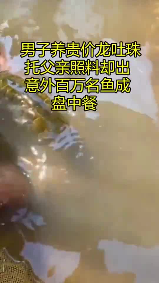 奇闻趣事抢先看男子养贵价龙吐珠,托父亲照料却出意外,百万名鱼成盘中餐