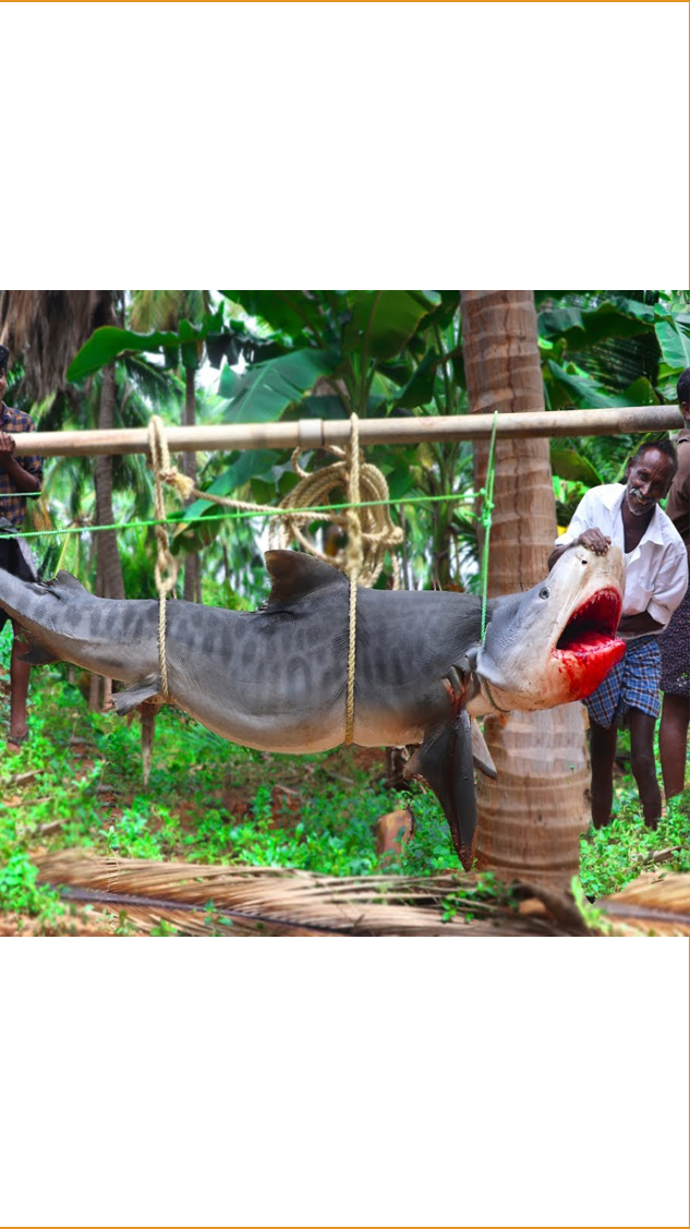 #鲨鱼#印度大爷做大鲨鱼吃,分解鲨鱼的过程看着真爽,能想象那场面吗(01)