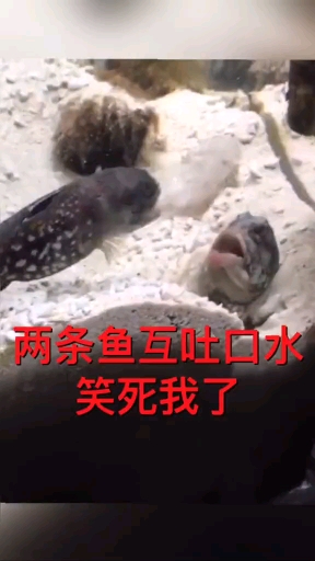 脸打架也这么文明。