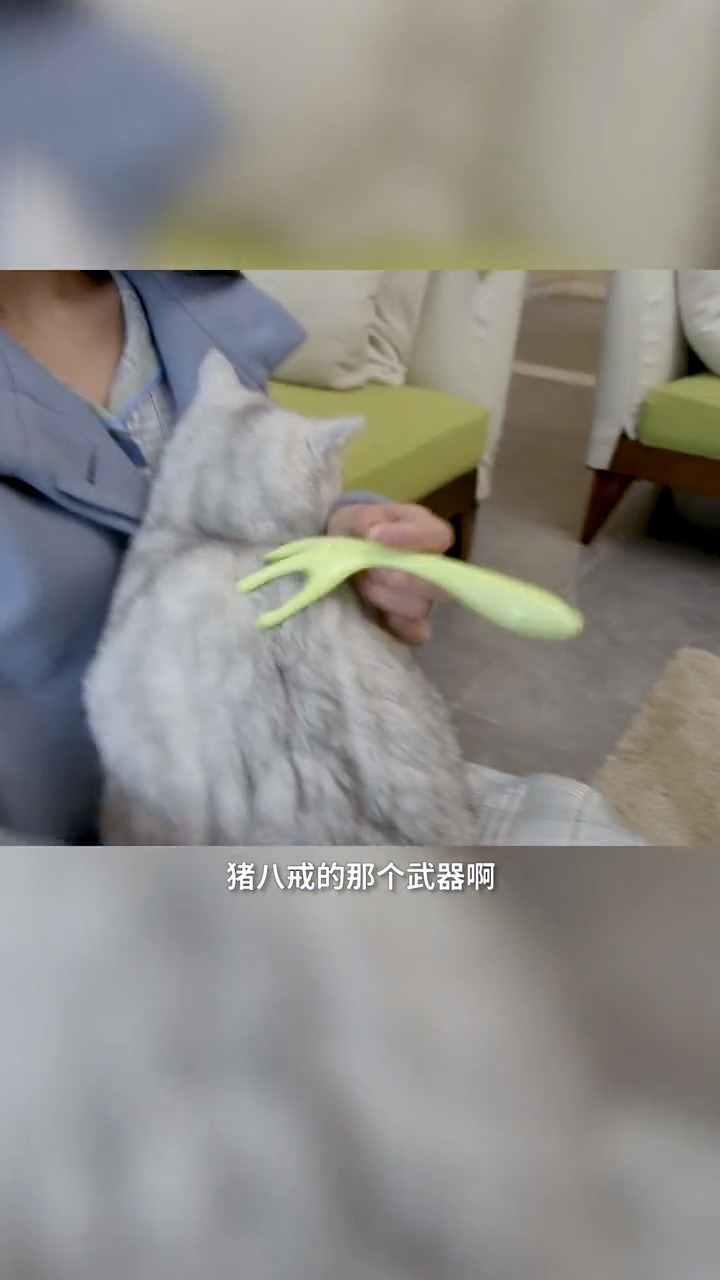 #我家萌宠成精了#给猫咪体验章鱼猫头按摩器来了个全套后:少废话办卡 喜欢记得看完整版哟~