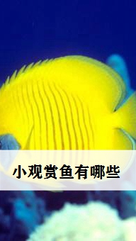 普及水生动物小知识,小观赏鱼有哪些