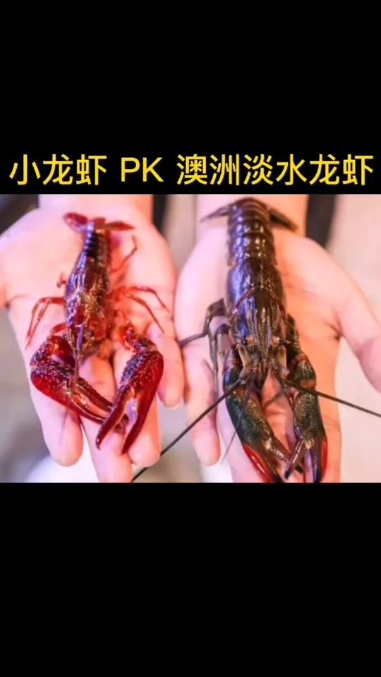每斤纯利润20元以上,但存在这些问题,这个小众养殖品种,未来能走多远?#小龙虾养殖 #小龙
