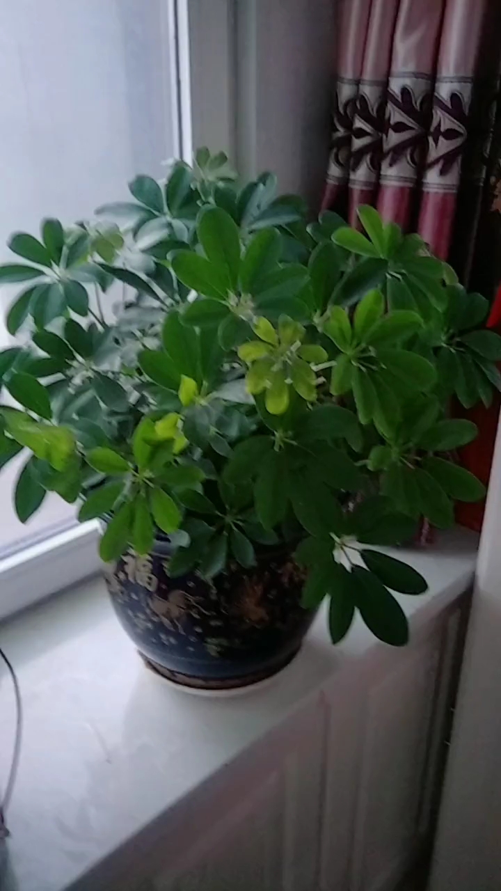 #手势舞#怎么给鸭掌木打顶