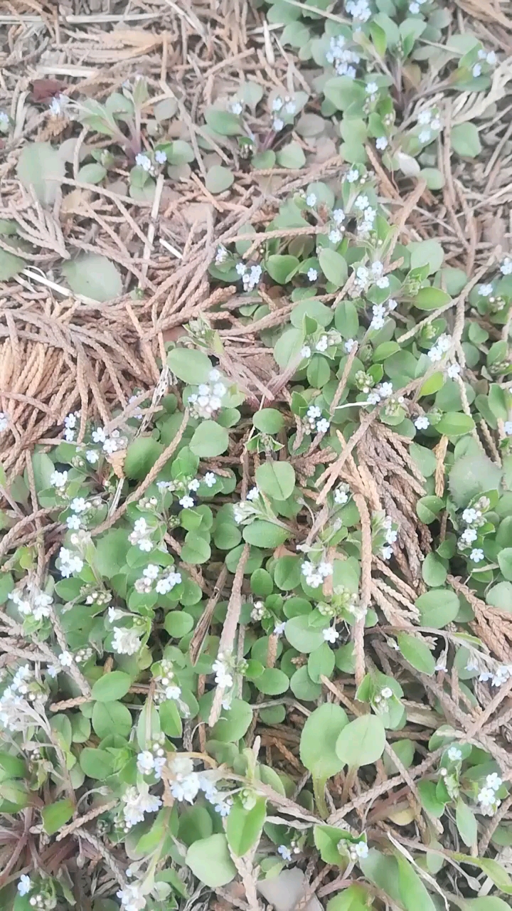 微小的花儿来争春
