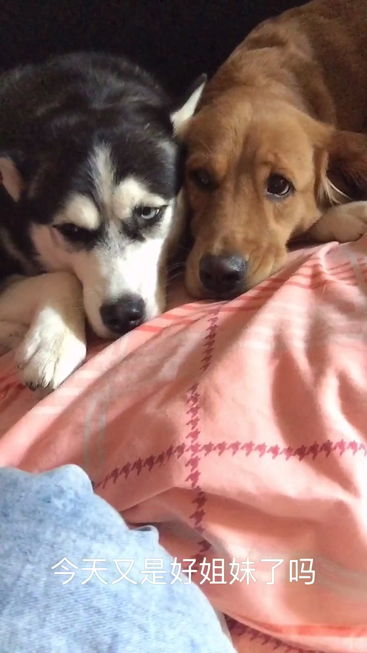 #最萌神宠#没有吃饭的时候就是相亲相爱的一家人