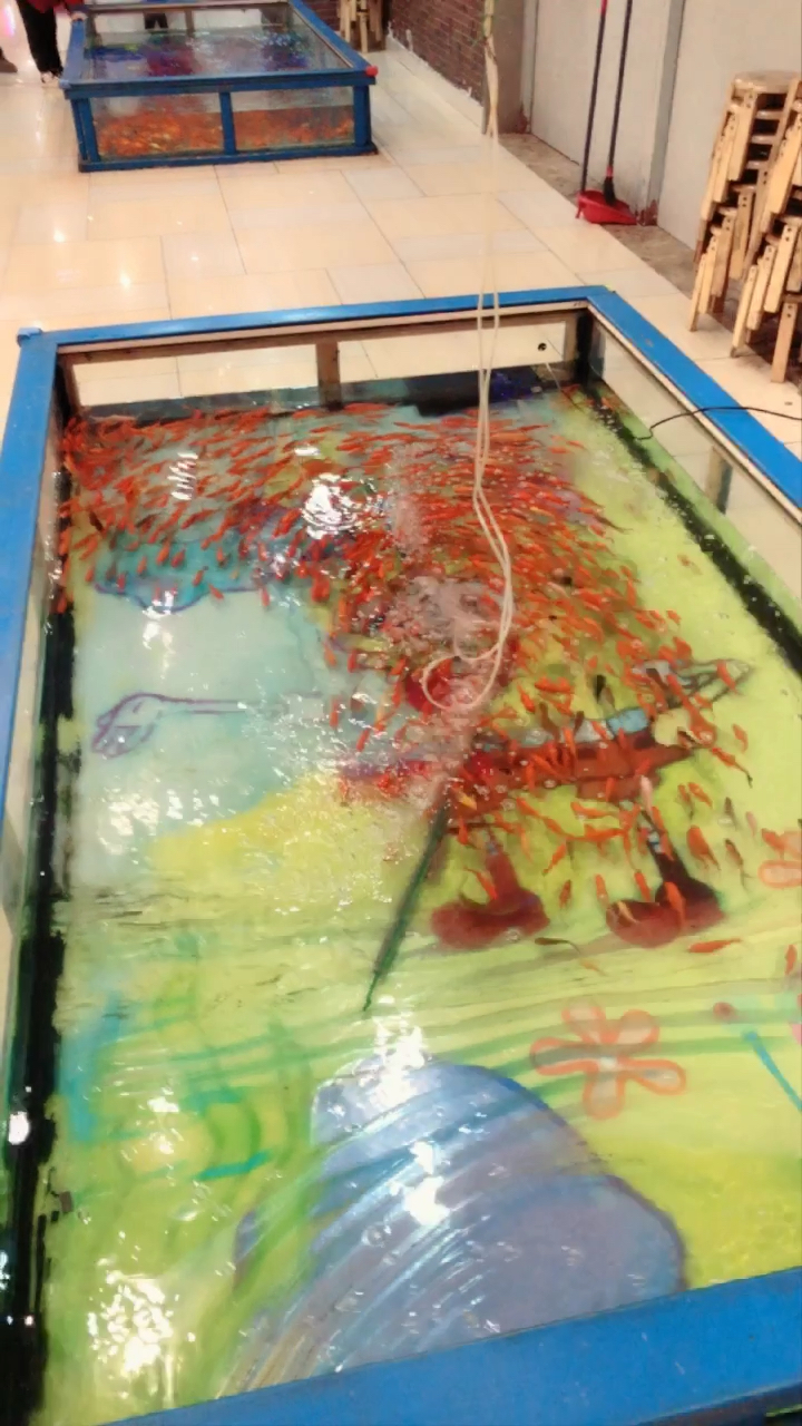 #全民拜大年#年年有鱼