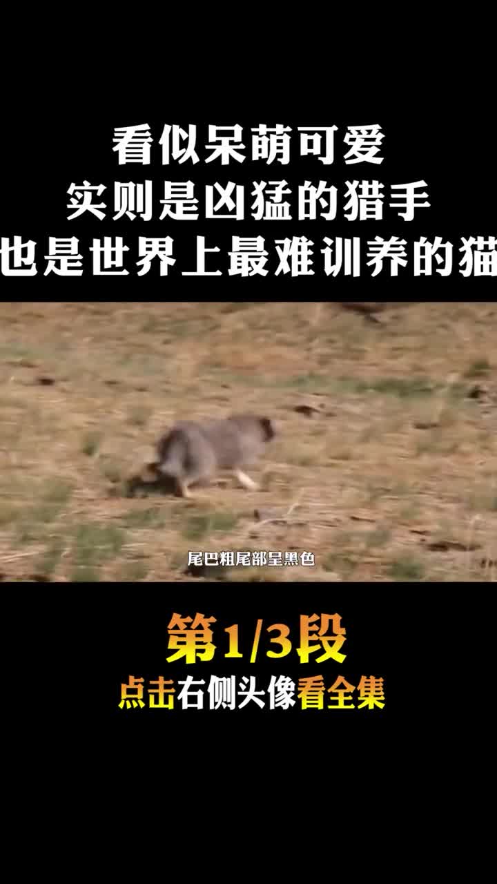 #动物世界#外表呆萌可爱4