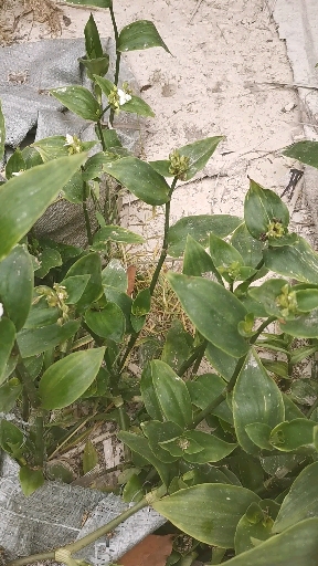 竹叶菜