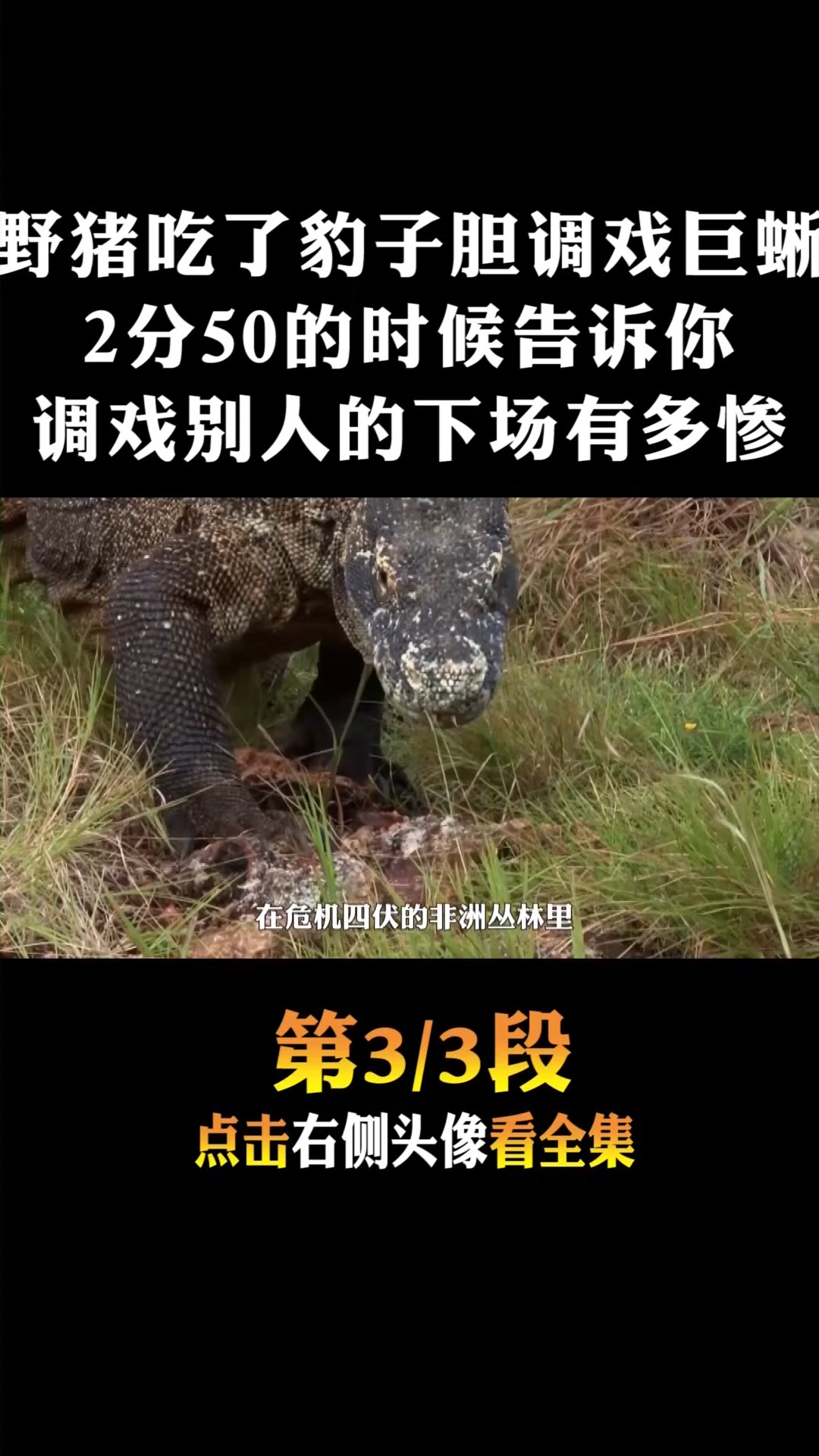 #动物世界#野猪吃了豹子胆居然调戏巨蜥,看吧,这就是调戏别人的下场