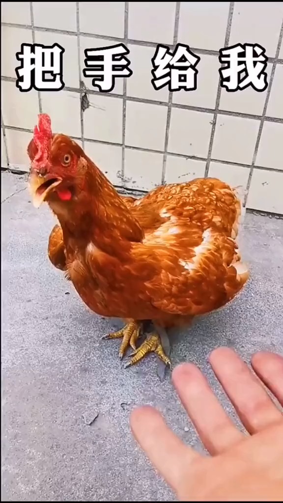 把手给我