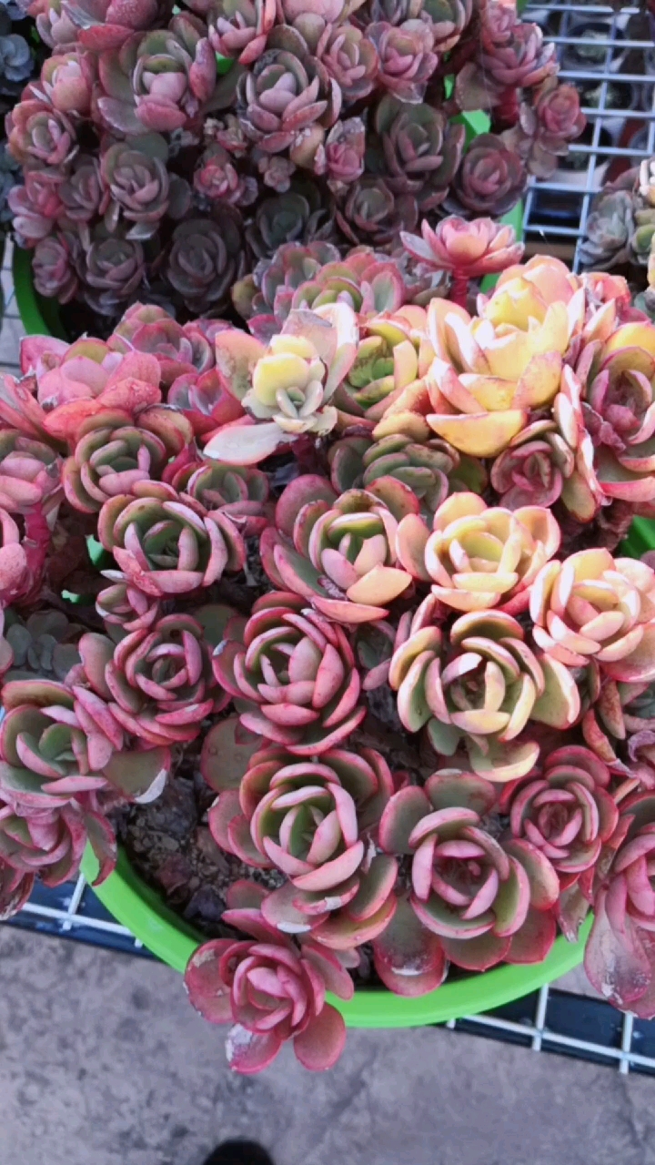 #我的多肉#全网都难找的超级秀妍大老桩,给你不一样的色彩缤纷的视觉感受!