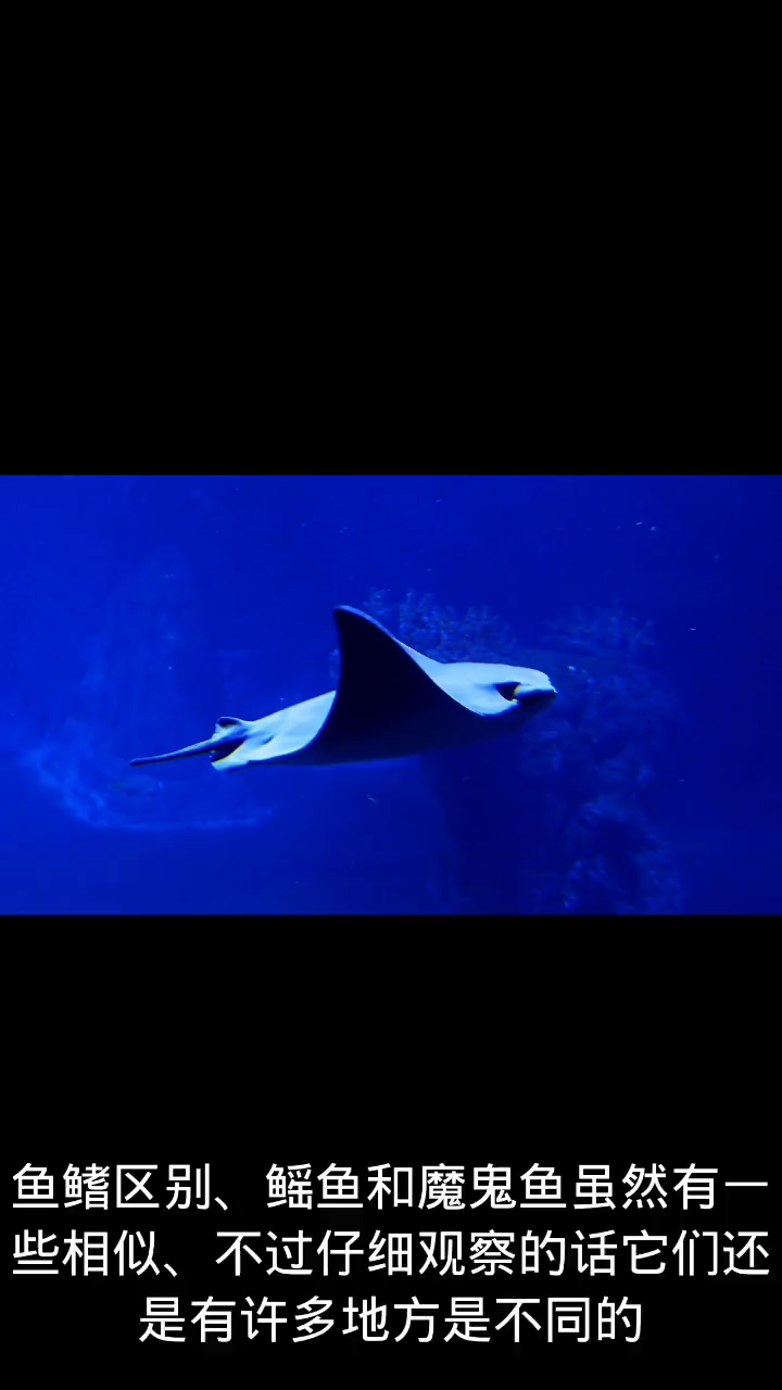 魔鬼鱼和鳐鱼的区别