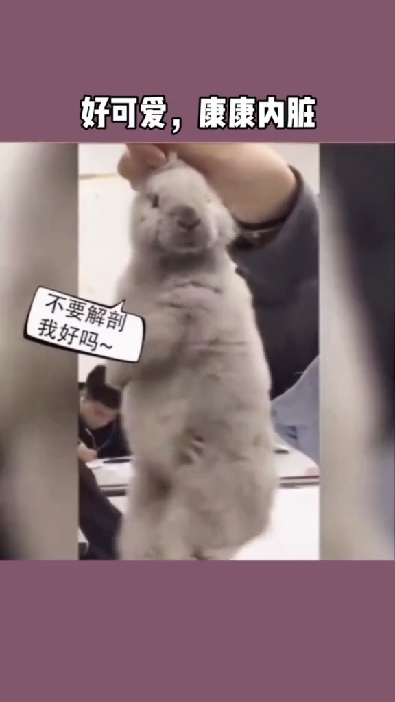 #搞笑萌宠#搞笑萌宠