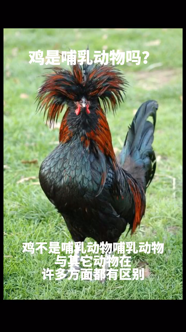 鸡是哺乳动物吗?