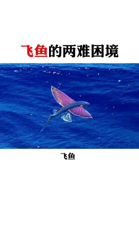 今天算是知道什么叫进退维谷了飞鱼我太难了出新知识这个视频有点料与自然共生