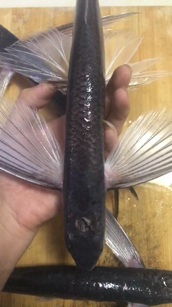 会飞的鱼长这样的!飞鱼!