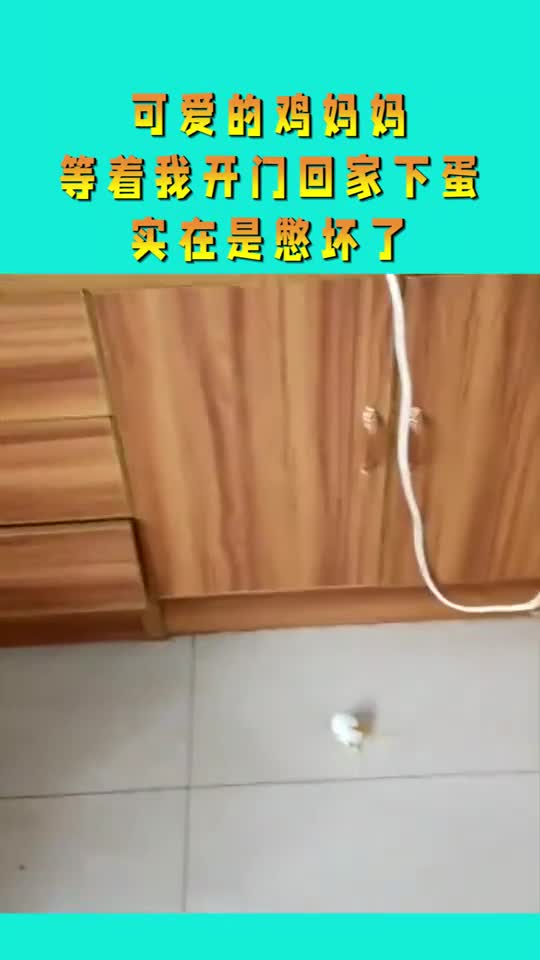 可爱的鸡妈妈,等着我开门回家下蛋,实在是憋坏了!