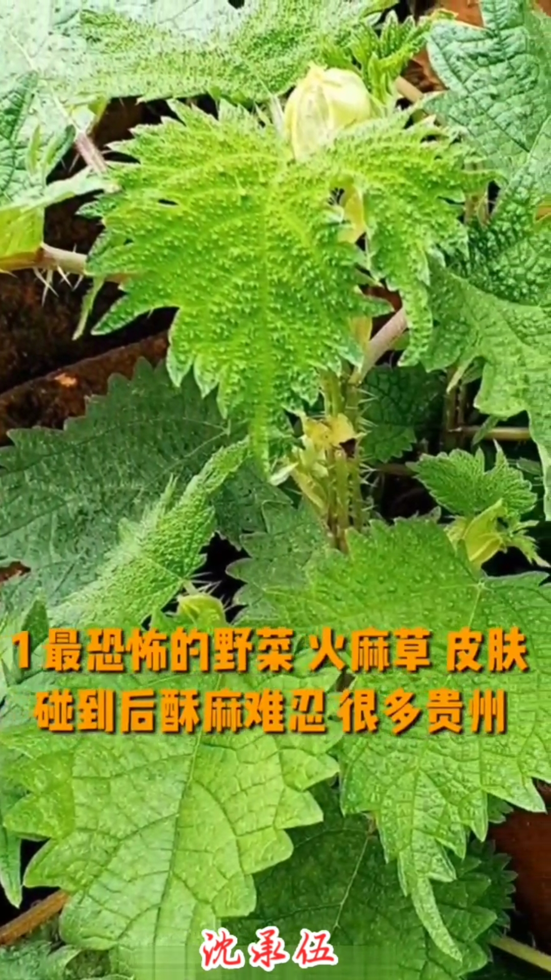 贵州野菜,火麻草把我火得太麻