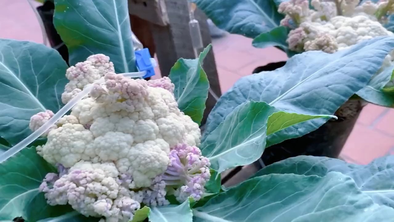 菜花(花椰菜)怎么种?手把手教你,这样种高产不长草,成活率高