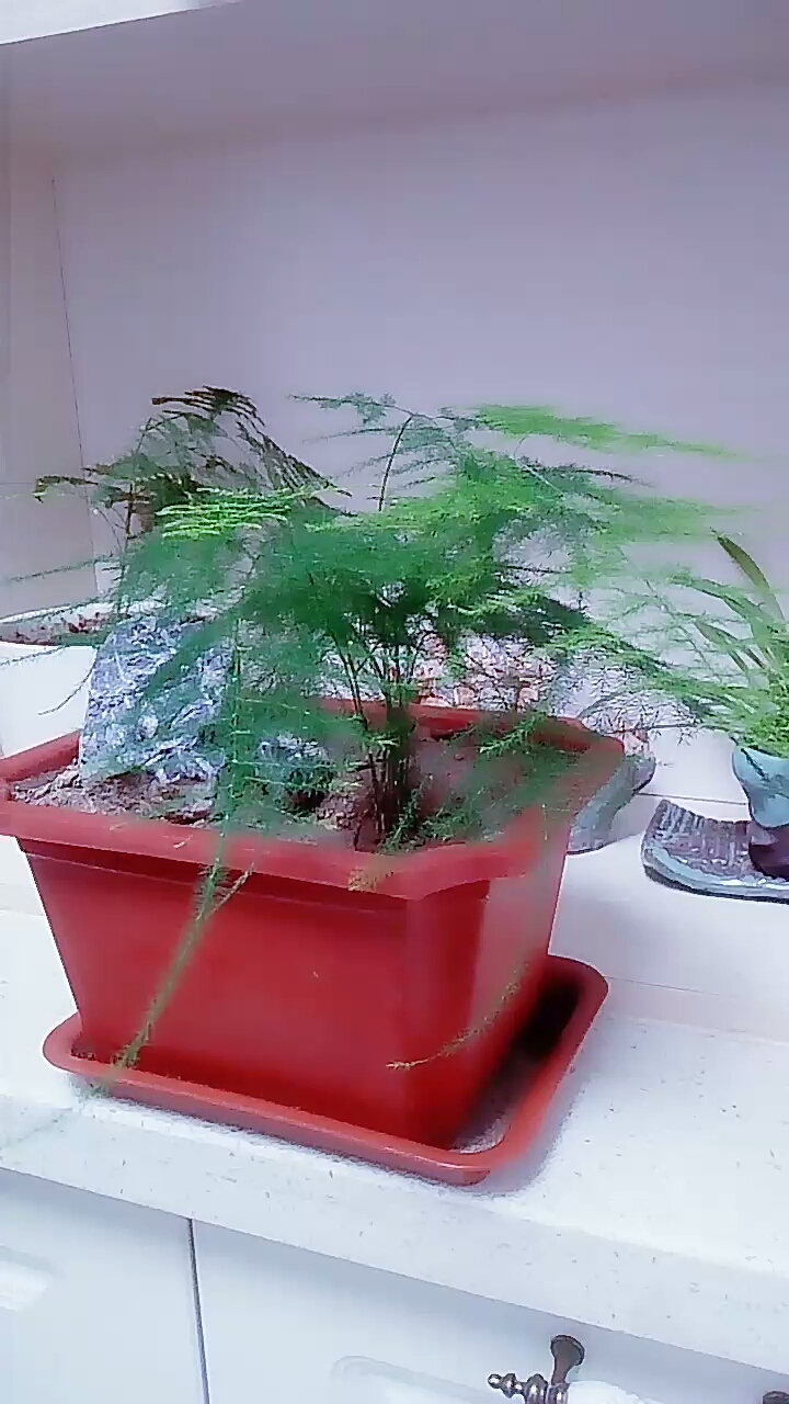 文竹盆栽!