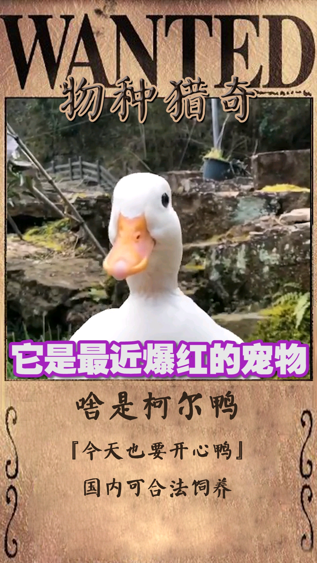 #我家萌宠成精了#真可爱鸭,今天也很开心