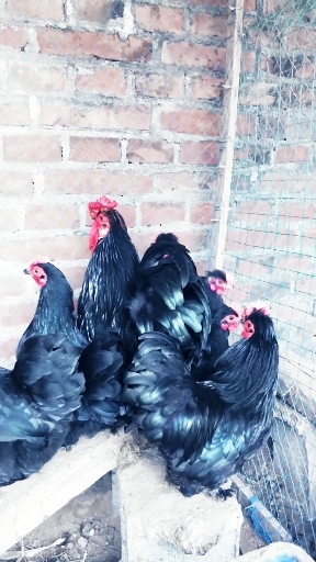 观赏鸡养殖,元宝鸡价格