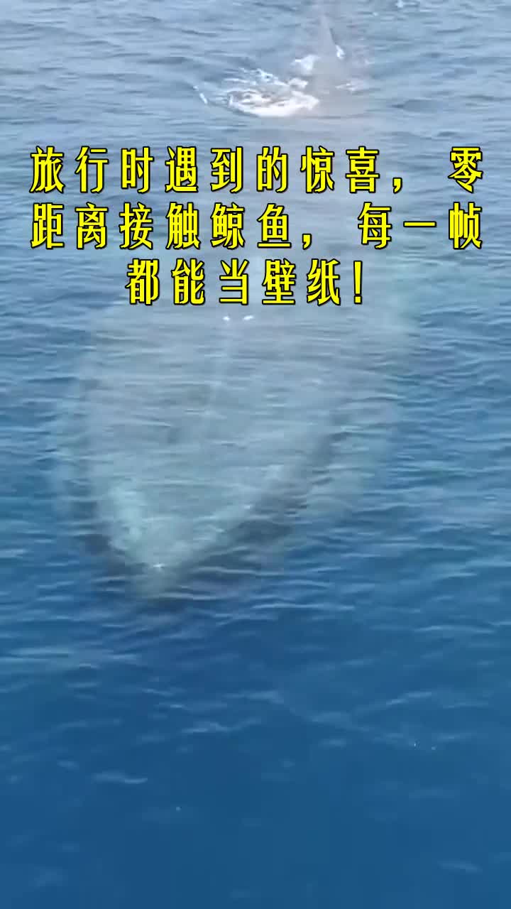 #我要上热门#旅行时遇到的惊喜,零距离接触鲸鱼,每一帧都能当壁纸!