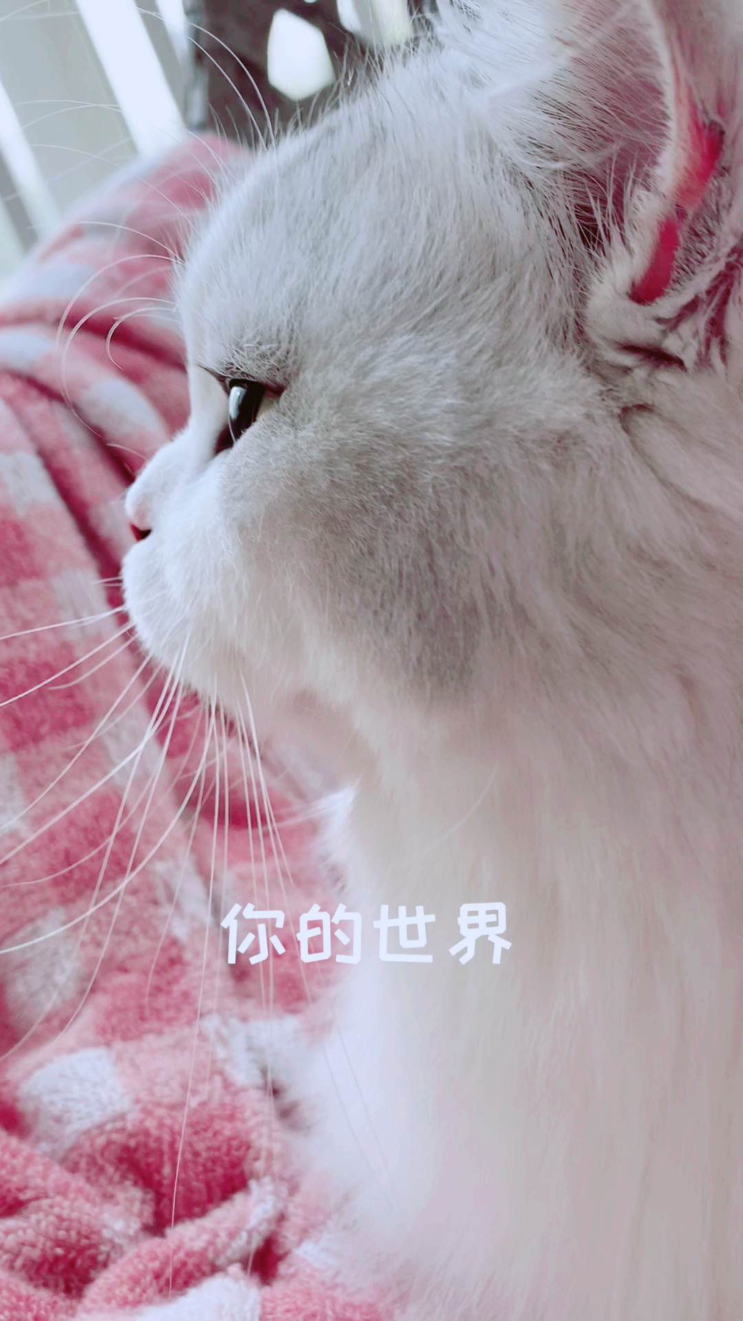 #猫#今日福利!爆米花侧颜杀,超级高清动态壁纸,谢谢大家的厚爱与支持!感恩所有人