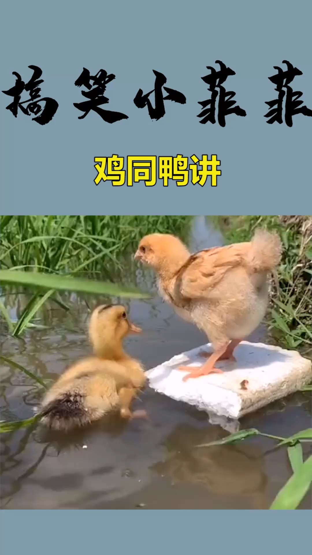 #我要上热门#聪明的小鸡已经学会这样和小鸭子玩了