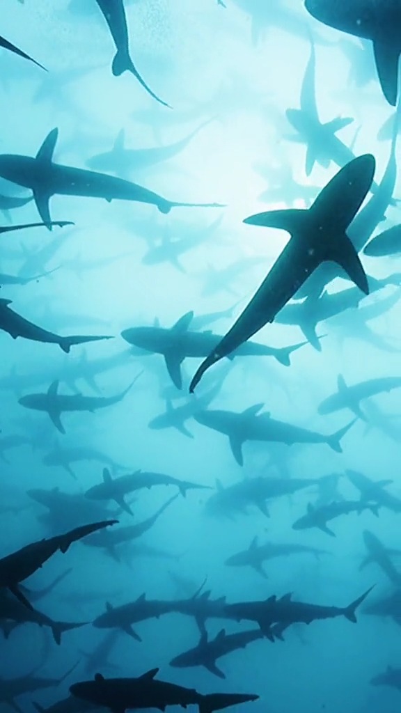 #动物世界#海底世界也很精彩_#海底世界 #鲨鱼 #海洋生物
