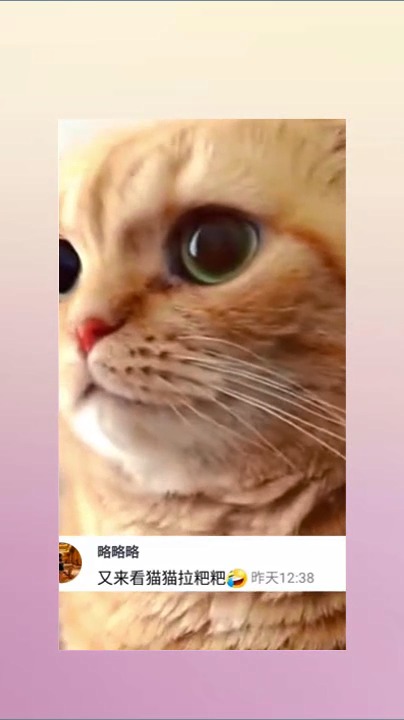 家有萌宠猫猫拉粑粑每一下都是表情包