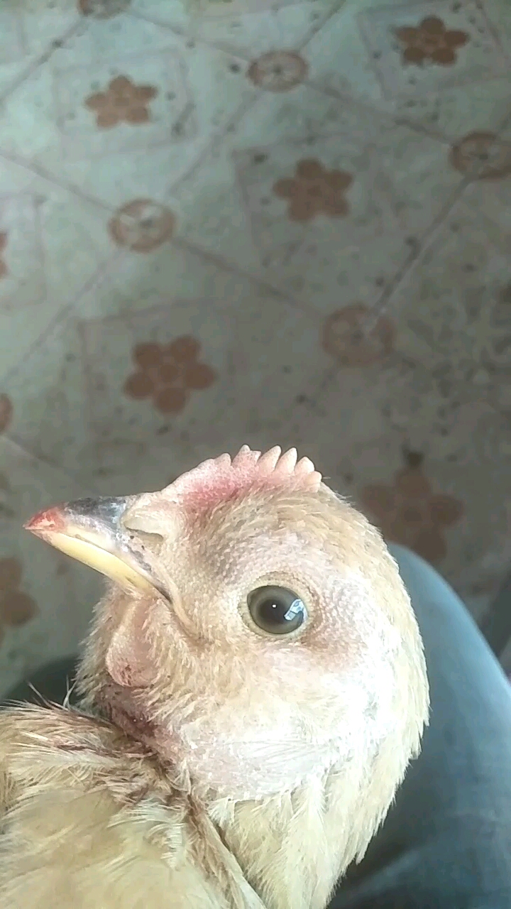 有养鸡的老铁知道这是什么病吗?