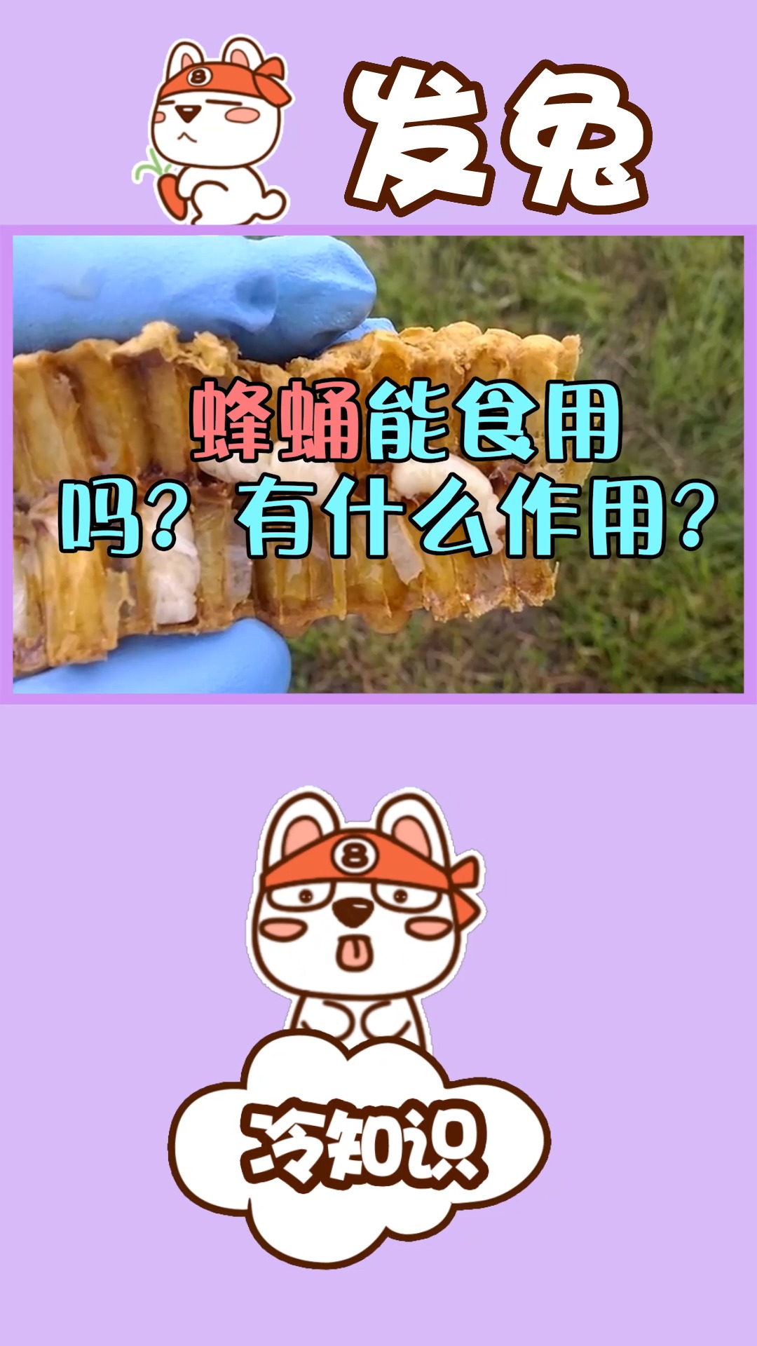 乡下野外常见的蜂蛹能食用吗?有什么作用?
