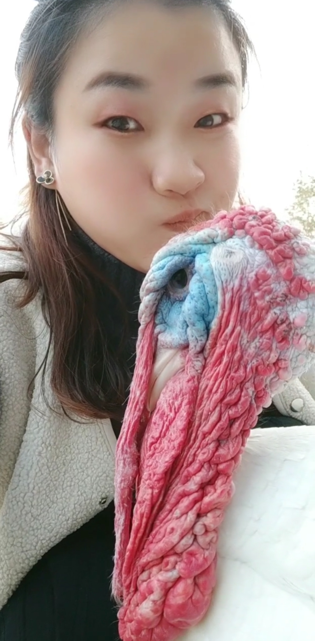 纯700系尼古拉火鸡,体重达40斤,喜欢的双击加关注