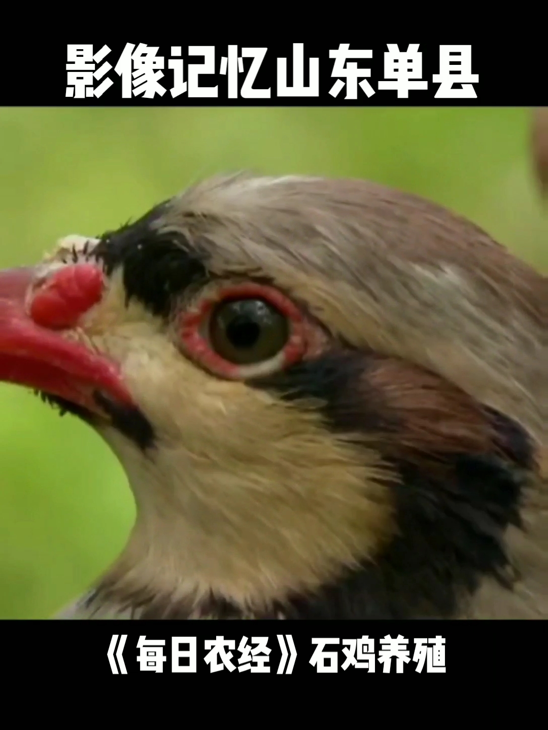 影像的记忆《每日农经》山东单县石鸡养殖!