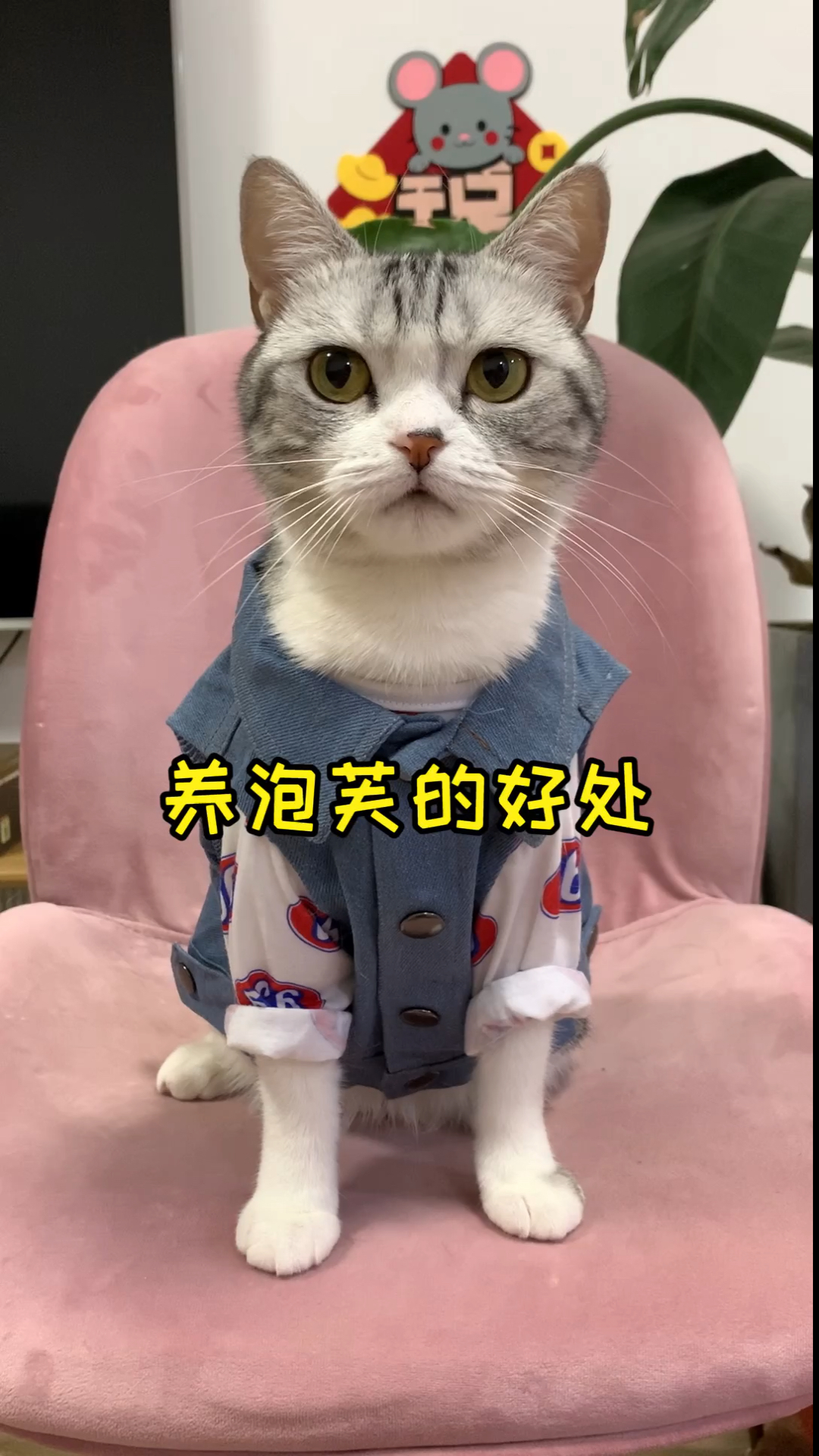#家有猫咪#养泡芙的好处可太多啦 说说你还知道哪些养猫咪的好处～