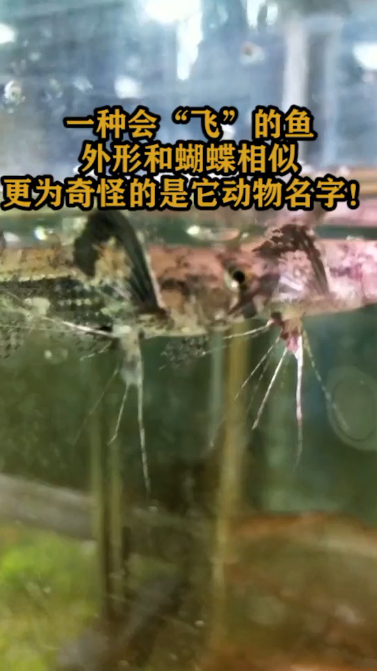 一种会“飞”的鱼,外形和蝴蝶相似,更为奇怪的是它动物名字!