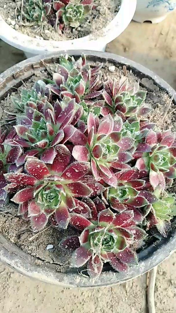紫牡丹:长生草属,耐低温,比较好养。喜欢多肉的朋友关注我,大家一起养多肉