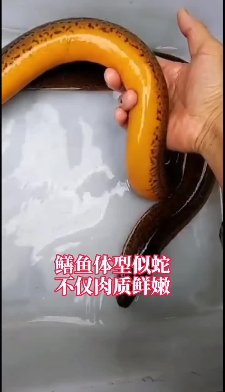 黄鳝虽然长的丑,却是淡水鱼的极品!