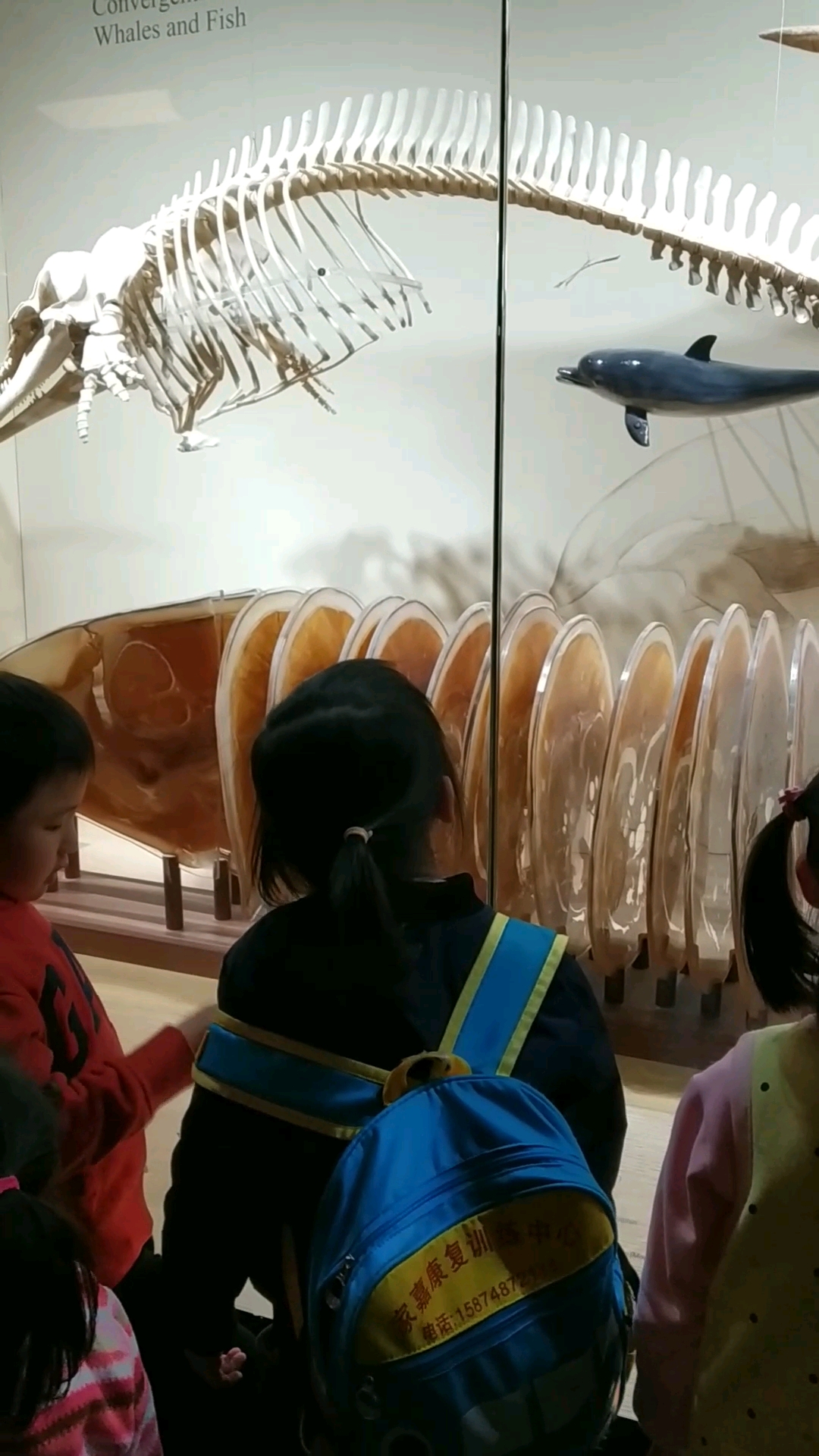 好奇地看着里面的鲸鱼骨骼模型,对生物感兴趣么?回家教你画鲸鱼!
