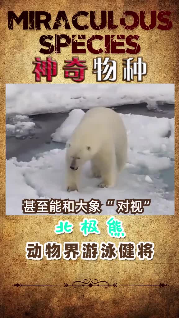 北极熊:企鹅,你咋不找我玩呢?企鹅:我太南了。(′ω`)动物呆萌北极熊