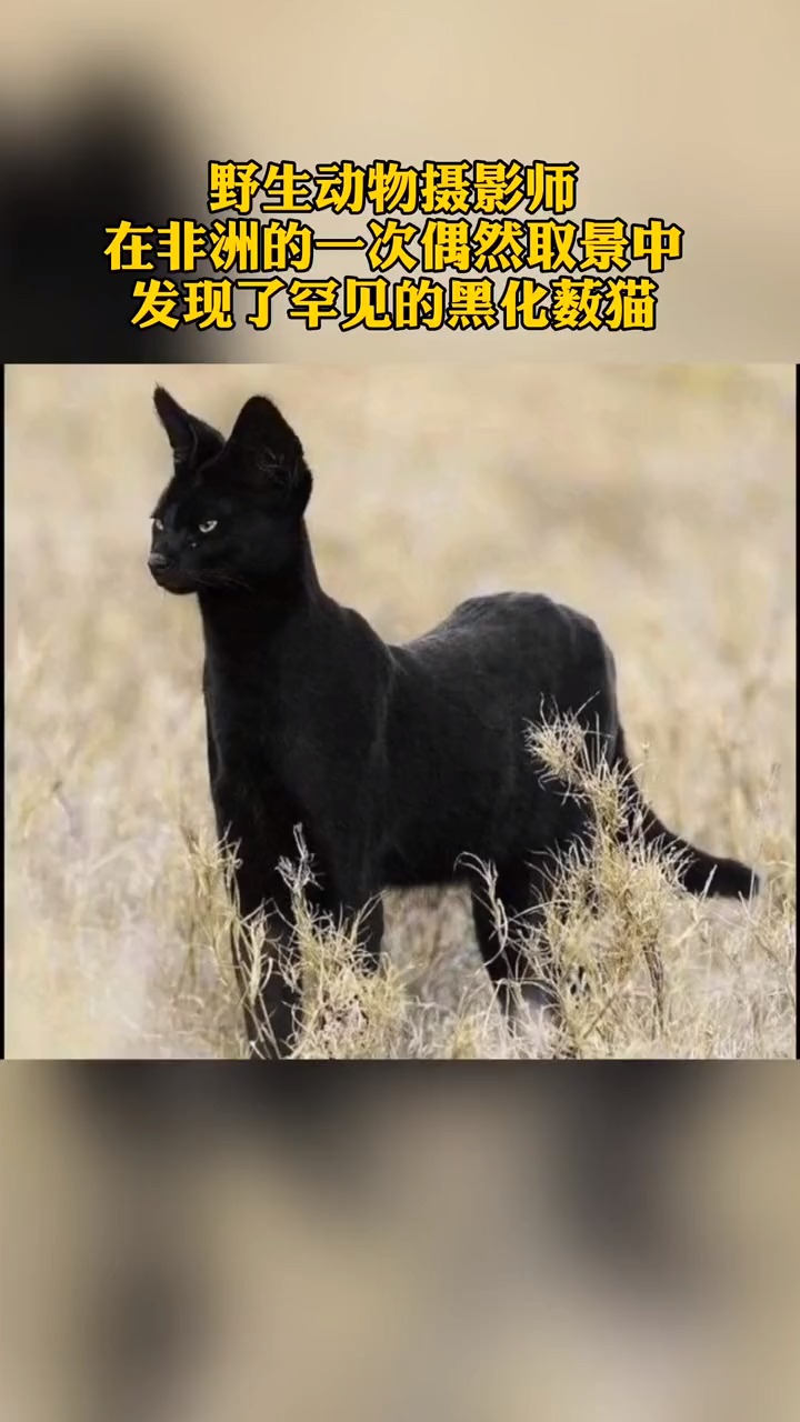 #动物世界#非洲罕见的黑化小猫 亚洲黑化花豹 大千世界无奇不有 黑色始终是个经典