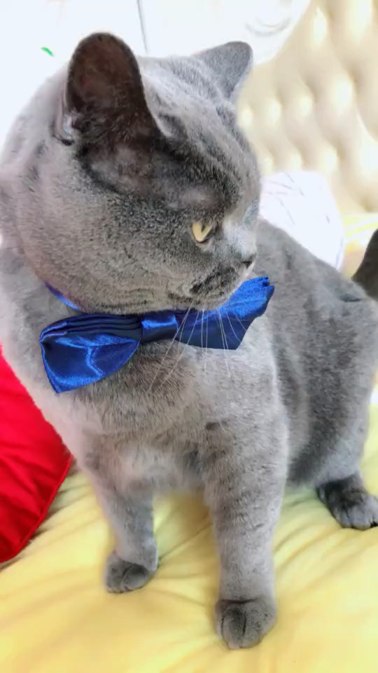 一只绅士猫.