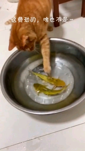 猫吃鱼