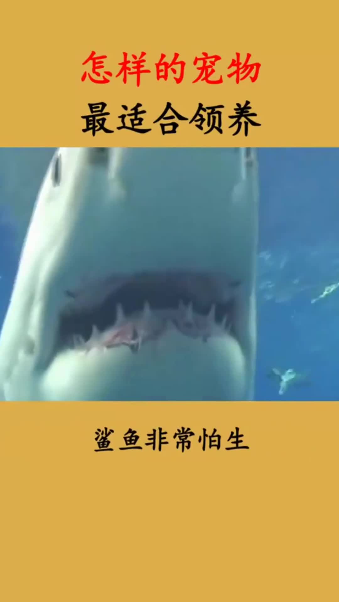 原来鲨鱼这么温柔