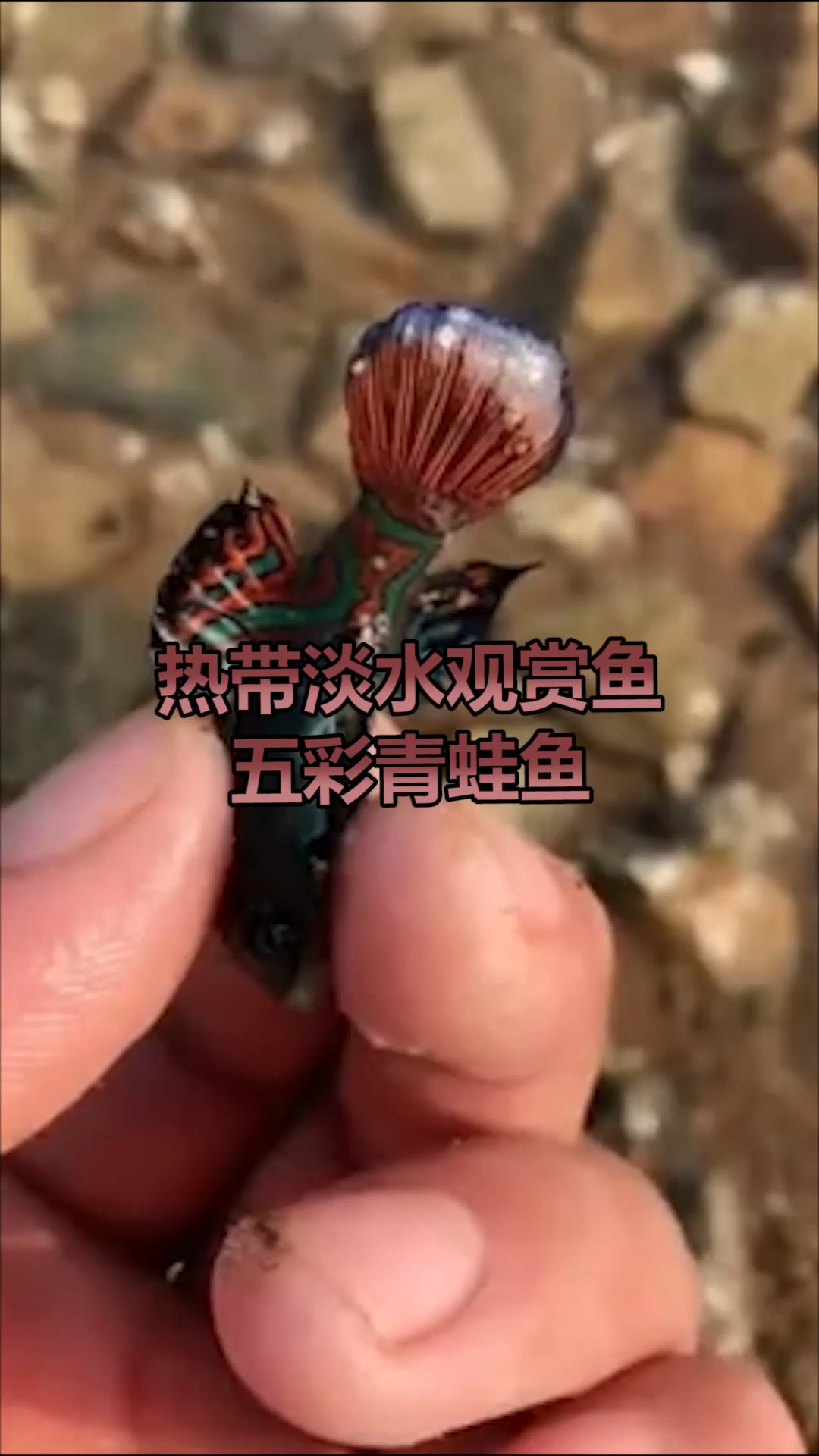 五彩青蛙鱼,很漂亮的观赏鱼,长得像青蛙,观赏一下吧